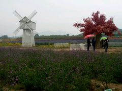 -北京东方普罗旺斯薰衣草庄园