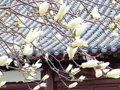 -护国法轮寺