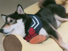 -逗柴咖啡屋·狗咖猫咖宠物桌游