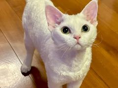 -Bastet sally猫舍购宠(静安店)