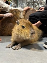 -Zoolung Zoolung动物主题公园(海信广场店)