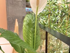 -莺花渡火锅City Green(万象城店)