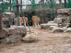 -上海野生动物园老虎餐厅