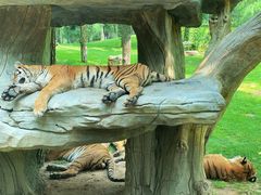 -北京野生动物园