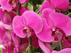 -利顺德大饭店·维多利亚花园(小白楼店)