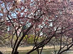 -桃花堤公园