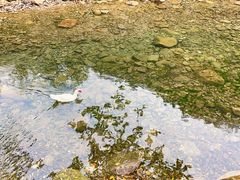 -雁荡山大龙湫景区