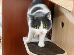 -纳吉亚猫专科动物医院·北北分院