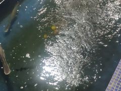 -鸿渡渔庄·特色鸭咀鱼