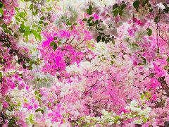 -深圳国际园林花卉博览园