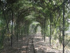 -合肥滨湖国家森林公园