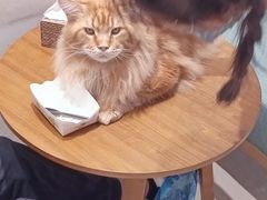 -藏猫猫咖啡主题馆(中央大道店)