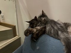 -爱诺耐芙动物医院(万博店)