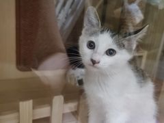 -瑞派福兴宠物医院犬猫全科·骨科·中西医结合(河东店)