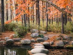 -上海共青森林公园