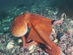 -沈阳海洋探索中心