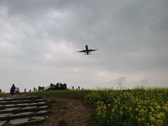 -空港花田景区