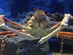 -大阪海游馆