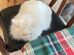 -有猫主题·治愈系猫咖(曾厝垵店)