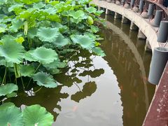 -龙头寺公园