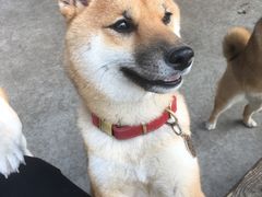 -柴犬高等学院·狗咖·柴犬售卖·宠物训练