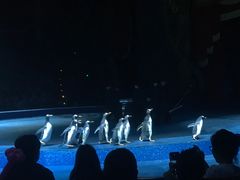 -珠海横琴长隆《卡卡虎奇遇记》