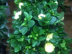 -长春青怡坊鲜花批发(青怡坊花鸟市场店)