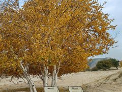 -塞罕坝国家级自然保护区