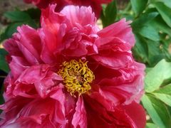 -曹州百花园