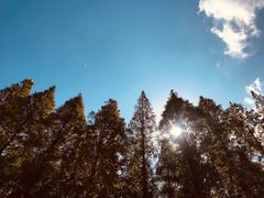 -黄海国家森林公园