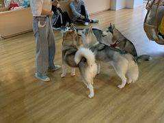 -Husky Go! 哈士奇体验馆·宠物咖啡厅狗咖