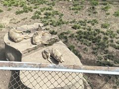 -哈尔滨北方森林动物园