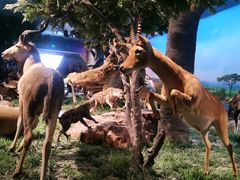 -国家自然博物馆