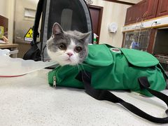 -宠爱国际动物医院· 猫科· 外科·中兽医(长白店)