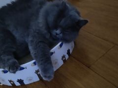 -喵的天空名猫咖啡馆·撸猫·猫舍·用品