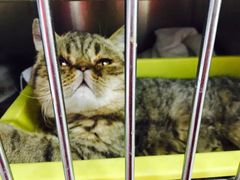 -美联众合动物医院·24h京西诊疗中心