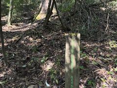 -天目山大树王景区