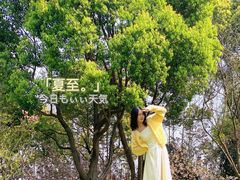 -合肥滨湖国家森林公园