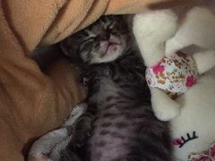 -艾贝尔宠物医院·24H转诊中心·肿瘤猫专科(江宁双龙店)