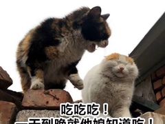 -胖哥八兄弟大排挡(植村店)