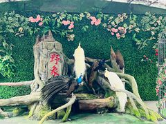 -野象谷景区