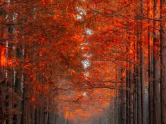 -黄海国家森林公园