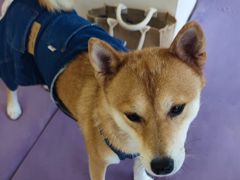 -怪兽屋·羊驼·猫咖·狗咖(俊华广场店)