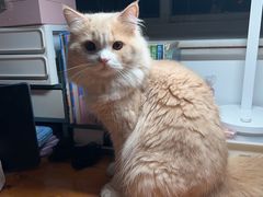 -安安宠医宠物医院·异宠·犬猫内科(岳阳分院)