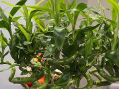 -田凤波推拿.按摩养生(幸福店)