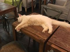 -吉丁鸟咖·异宠·寄养