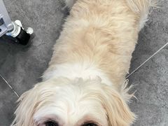 -有喵·猫咖·狗咖·40+猫狗有小奶狗(岗厦店)