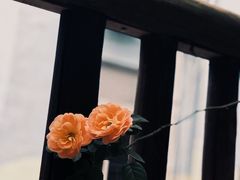 -馬蘭花開(车站大道店)