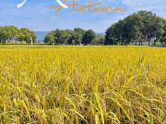 -光明小镇欢乐田园