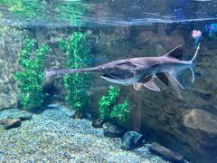 -迪拜水族馆及水下动物园